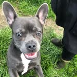 Frieda - @frieda_the_little_frenchie_ - Instagram