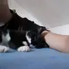 frieda_katze - @frieda_littlecat - TikTok