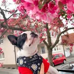 Frieda - @littlemissfrieda - Instagram