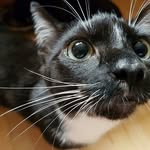 Frieda the cat - @_frieda_the_little_cat_ - Instagram