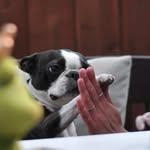 Frieda the little Boston lady - @friedaliciously - Instagram