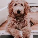 Frieda the little weirdo aka 🍗 - @frieda.thedoodle - Instagram