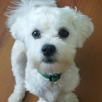 Little Frieda - @littlefrieda - Instagram