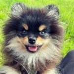 Zwergspitzdame_Frieda - @little.frieda.world - Instagram