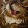 FriedaMayme5HND_ - @friedamayme5hnd_ - TikTok