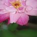 Freida McDermott - Facebook
