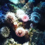 Frieda Müller - @friedamuller - Instagram