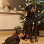Frieda & Murphy - @frieda_und_murphy - Instagram