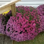 Frieda Nelson - @fbnelson - Instagram