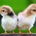 Frieda Neumann - Facebook
