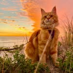 Frieda Orr - @friedasfelines - Instagram