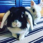 Otto & Frieda - @otto_und_frieda - Instagram