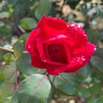 Freida Price - Facebook