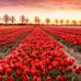 Frieda Rowe - Facebook