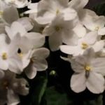 Frieda Schmidt - @friedaschmidt2418 - Instagram