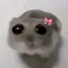 Frieda.schi - @frieda.schmidt..11 - TikTok