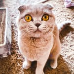 Frieda - @friedagrey_scottishfold - Instagram