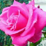 Frieda Silvanus - @friedasilvanus - Instagram