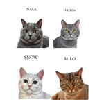 𝐍𝐀𝐋𝐀 | 𝐅𝐑𝐈𝐄𝐃𝐀 | 𝐒𝐍𝐎𝐖 | 𝐌𝐈𝐋𝐎 - @fourbritishshorthair - Instagram