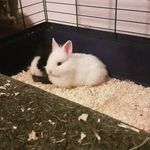 Speedy und Frieda - @zwergkaninchen2021 - Instagram