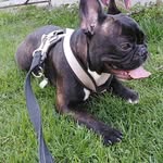 Frieda.Strauss❤️ - @frieda_die_frenchie - Instagram