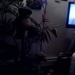 Frieda Tyson - @friedatyson365 - Instagram