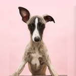 F R I D A  whippet - @be.my.freedom_whippet - Instagram