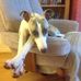 Freddy Whippet - Facebook