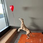 Frida the Whippet - @flyingfrida - Instagram