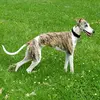 FridaWhippet - @fridawhippet - TikTok