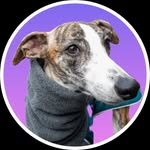 Friday the Whippet ⚡️ - @fridaywhippet.pdx - Instagram