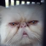 Gerard - @jonesfrisco - Instagram