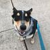 The Adventures of Frisco Jones - Facebook