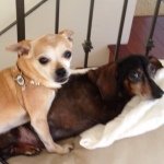 Fritz & Gordon - @fritzandgordon - Instagram