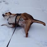 Fritz Henry Papa - @fritzthefat - Instagram