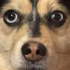 fritzhenry - @fritzhenrypomsky - TikTok