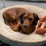 Fritz-Zorro 🐶 - @fritz.aus.hessen - Instagram