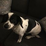 Fritz - @fritzyhirsch - Instagram