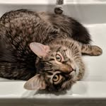 Fritz & Fritz's Human - @social_fritzancing - Instagram
