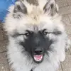 FritzAndAHuman - @fritzthefluffydoggo - TikTok