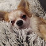 Fritz - @fritz_kleiner_gast - Instagram