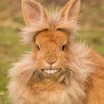fritz koch - @hoppelfritz - Instagram