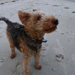 Fritz Lehmann Welsh Terrier - @lehmann.fritz - Instagram