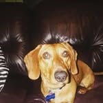 fritz and pudge dashchund page - @fritz_pudge33 - Instagram