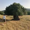 BonsaiBro_fritzschaefer - @bonsaibro_fritzschaefer - TikTok