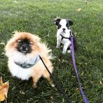 Fritz & Watson - @fritznwatson - Instagram