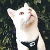 F R I T Z - @fritzthewhitecat - TikTok