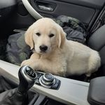Fritz 🐾 - @fritz_thewhiteretriever - Instagram