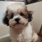 Fritz Daniel White - @fritzsfurbabies - Instagram