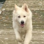 Fritz - @fritz_the_white_shepherd - Instagram